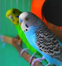 Australia parrots pair for sale ( stock available) — photo 3