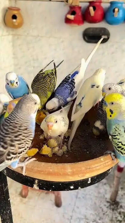Australia parrots pair for sale ( stock available) — photo 4