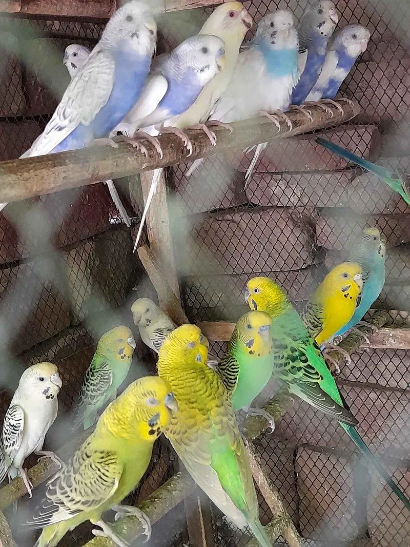 Australia parrots pair for sale ( stock available) — photo 5