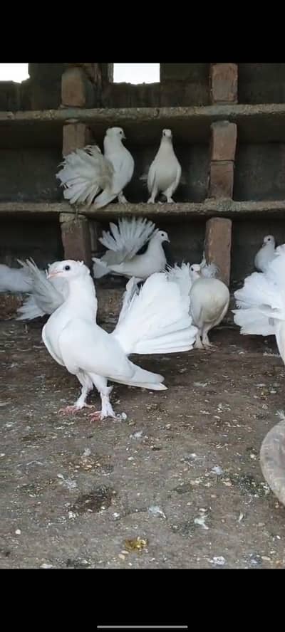 Fancy pigeon