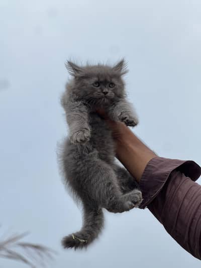 Smoky grey kitten