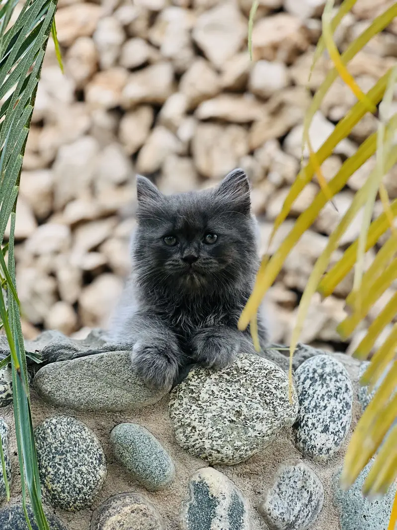 Smoky grey kitten — photo 2