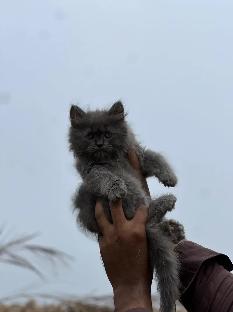 Smoky grey kitten — photo 3