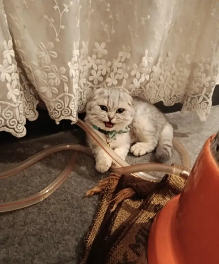 Pure Scottish Fold — photo 3
