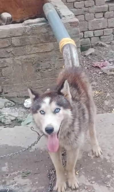 high quality Siberian husky puppy dog