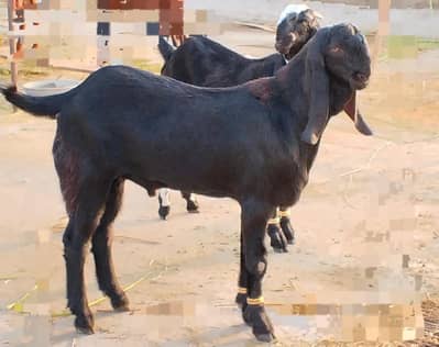 black/bakra/beauty