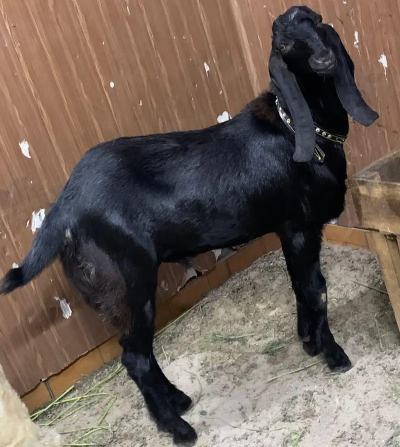 black/bakra/beauty — photo 2