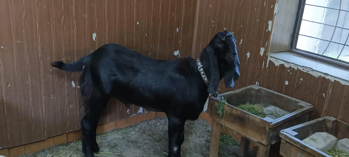black/bakra/beauty — photo 5