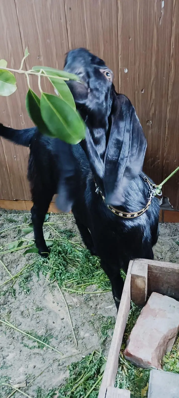 black/bakra/beauty — photo 6