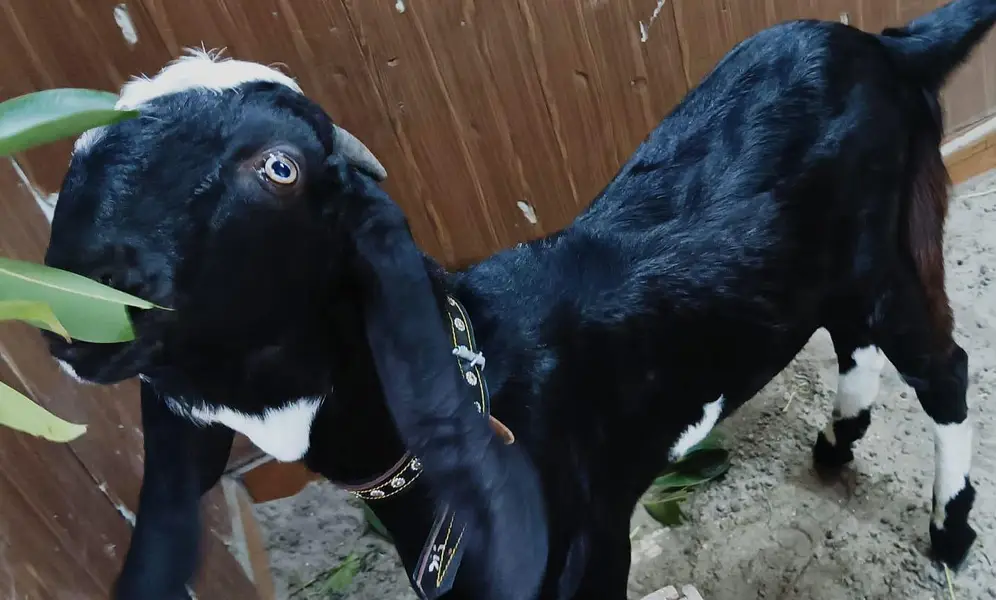 black/bakra/beauty — photo 7