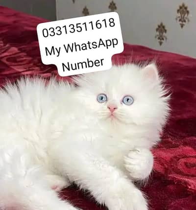 person kittens for sale