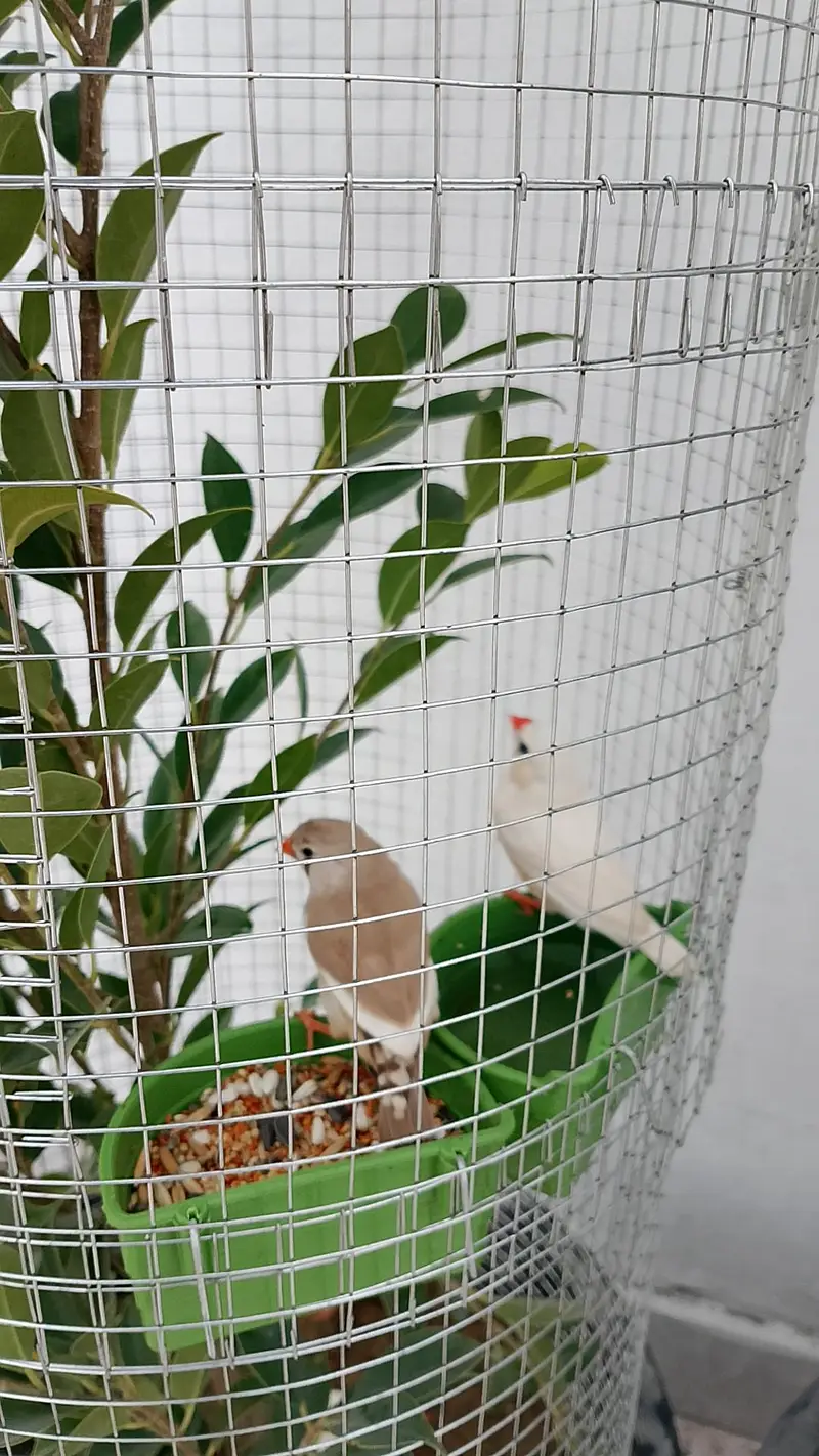 Trending Plant Cages — photo 3