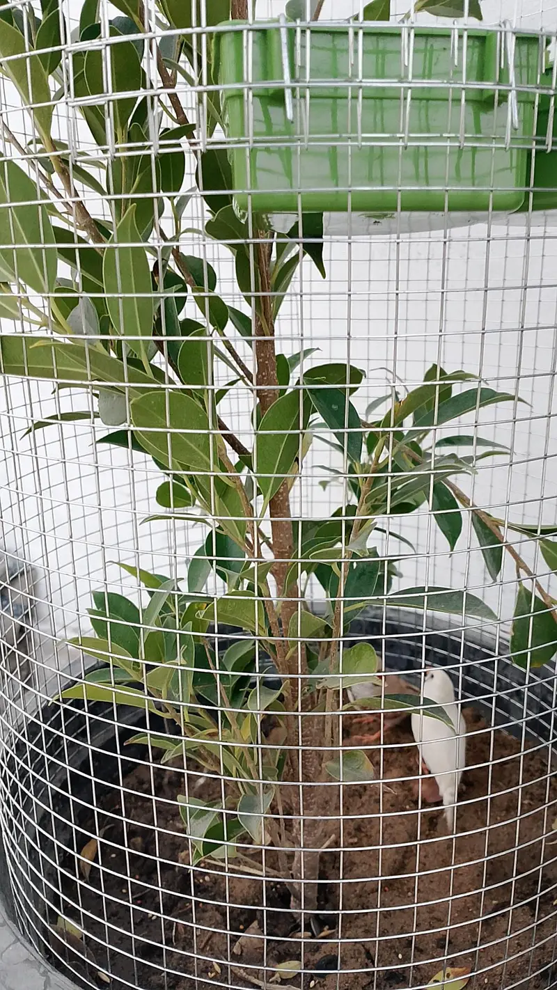 Trending Plant Cages — photo 4