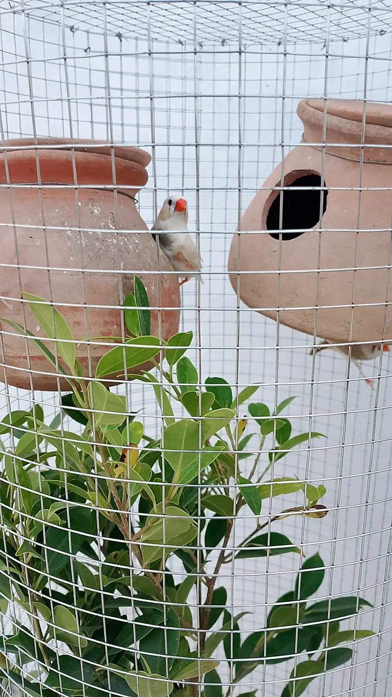 Trending Plant Cages — photo 5