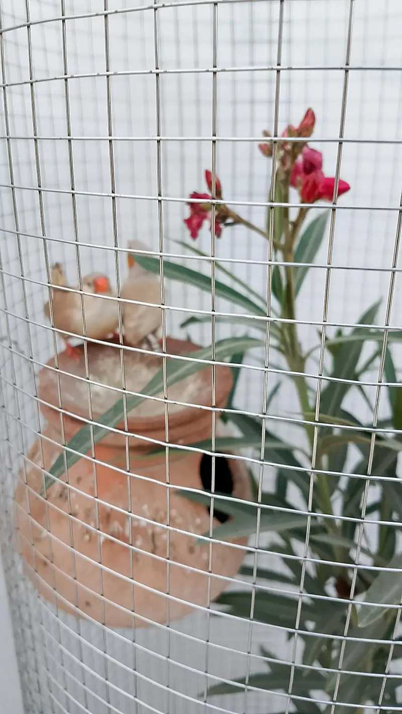 Trending Plant Cages — photo 6