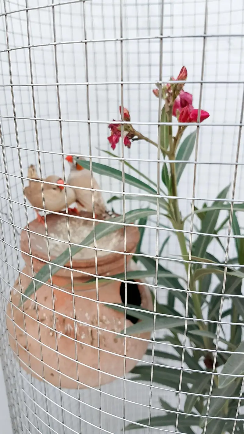 Trending Plant Cages — photo 7