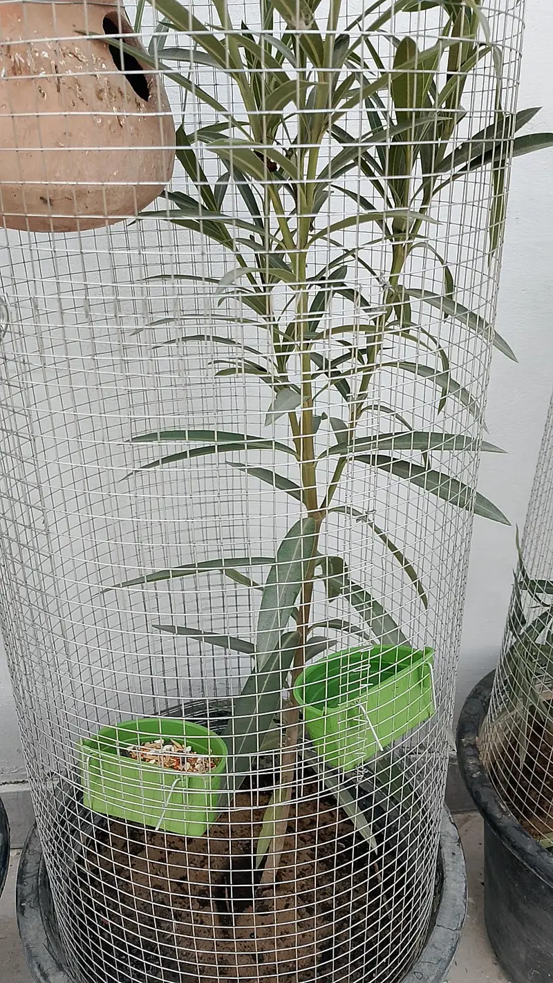 Trending Plant Cages — photo 8