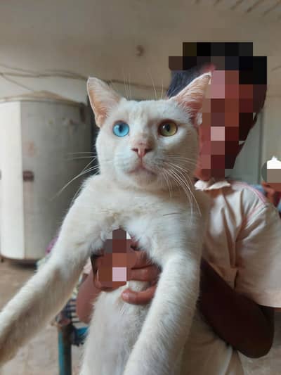 cat for sell