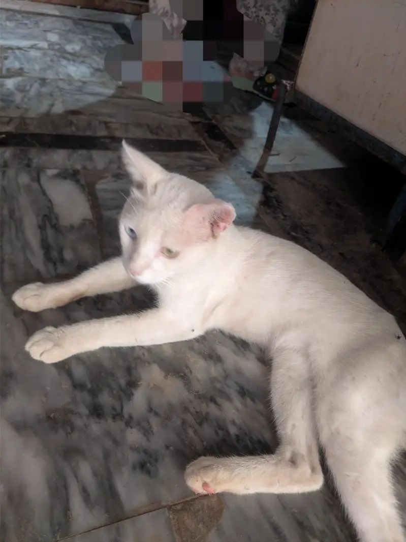 cat for sell — photo 2