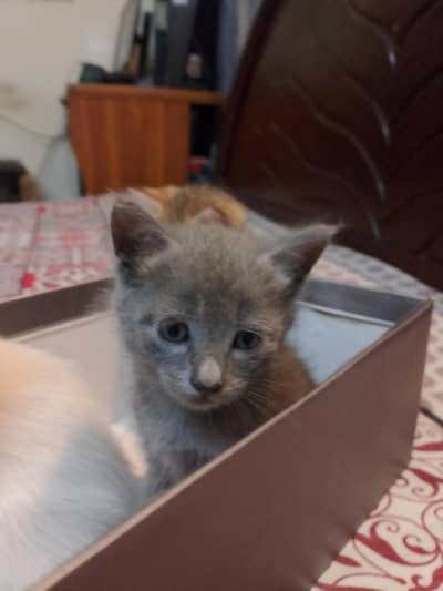 kittens for adoption
