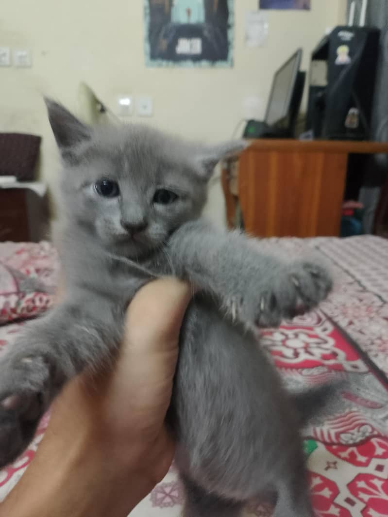 kittens 1