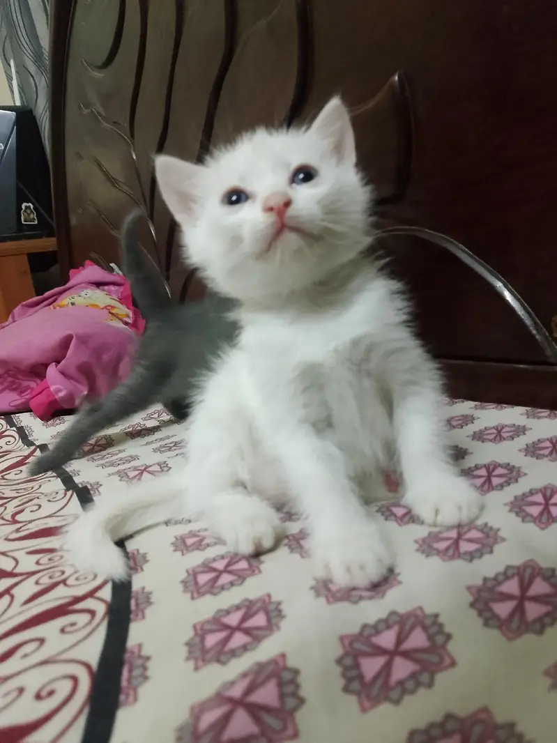kittens — photo 3