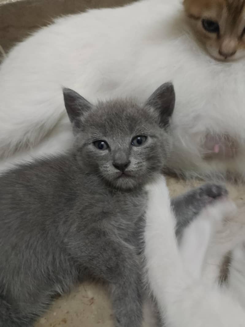 kittens 3