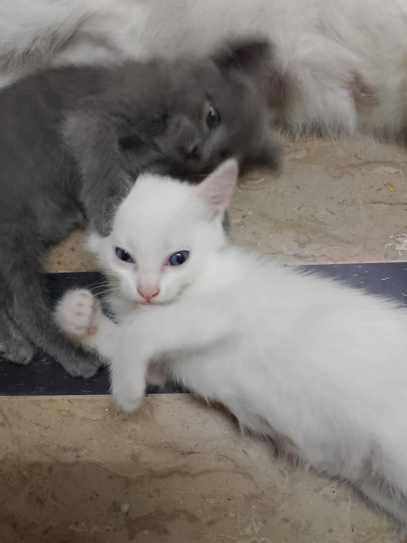 kittens 4
