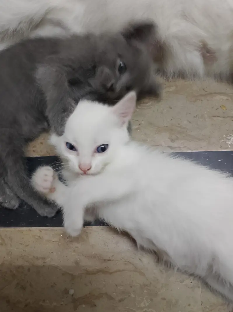kittens — photo 5