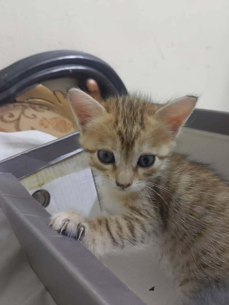 kittens 5