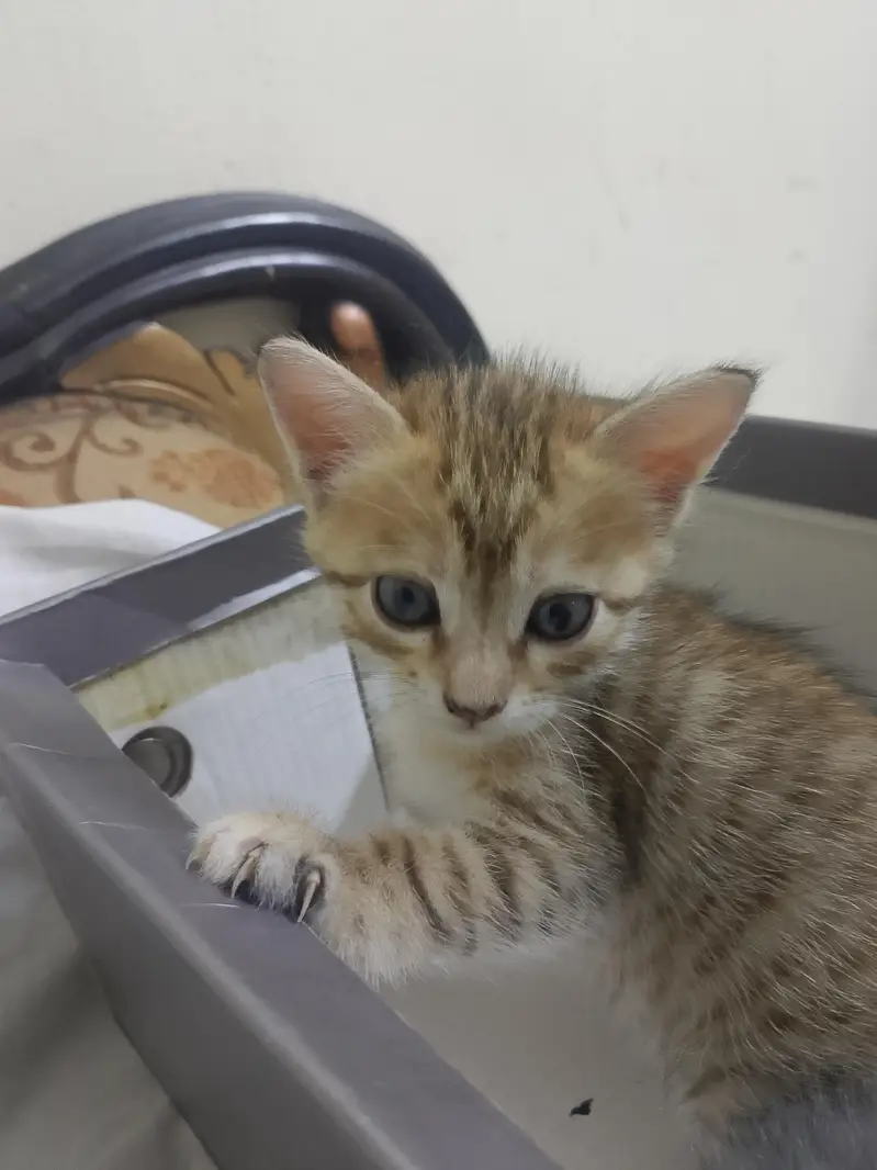 kittens — photo 6