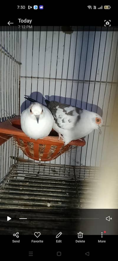 pied diamond dove for sale
