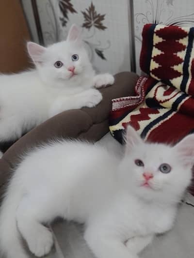 Cute Baby Little Kittens