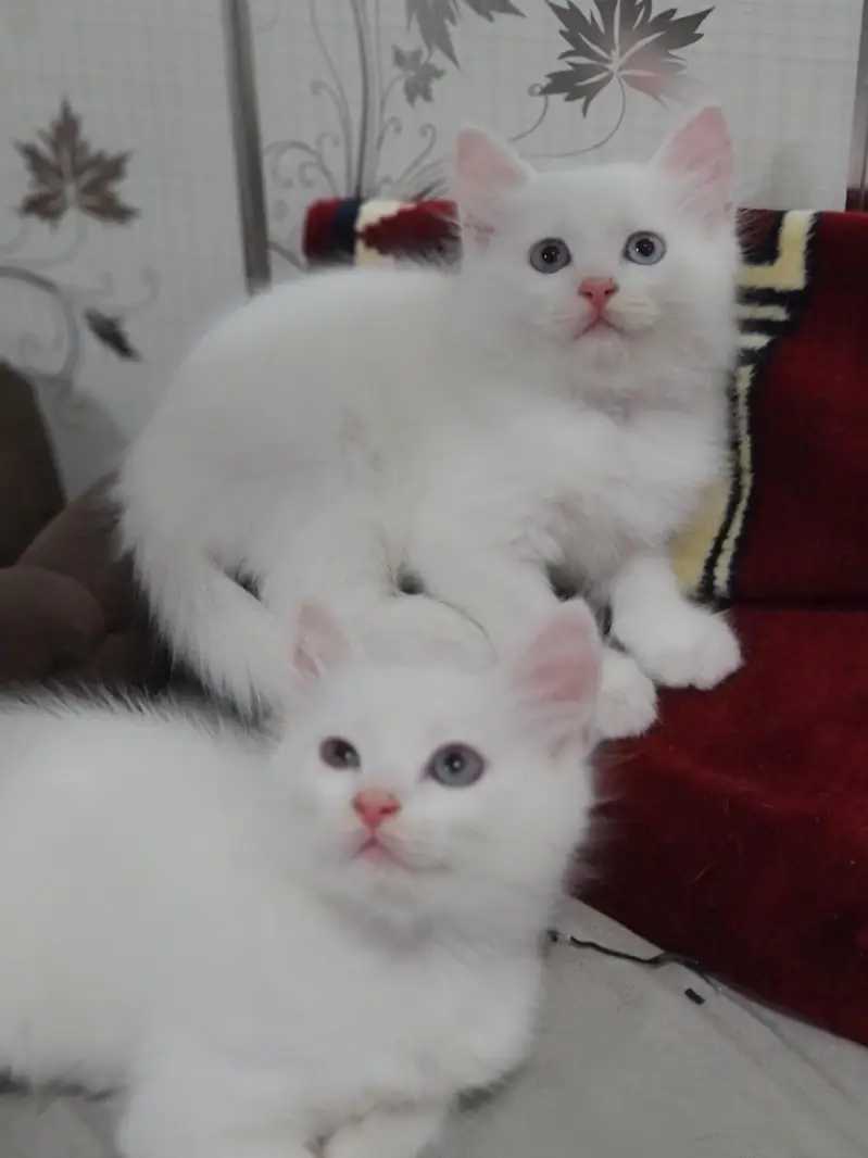 Cute Baby Little Kittens — photo 2