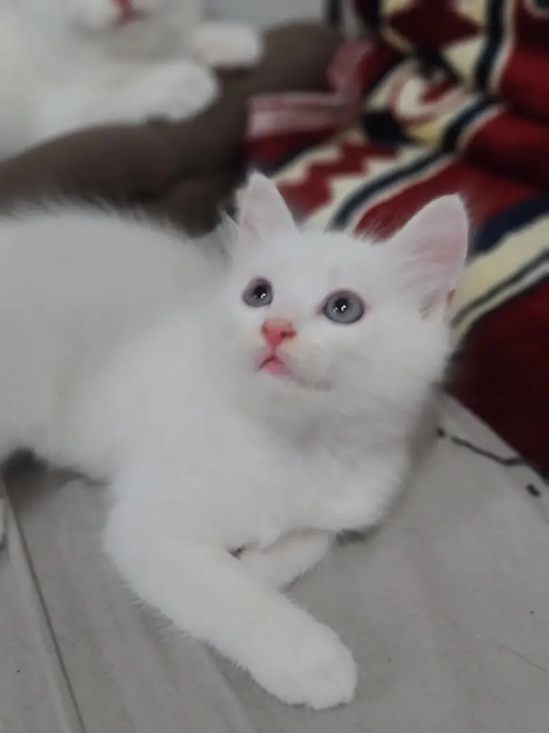 Cute Baby Little Kittens — photo 3