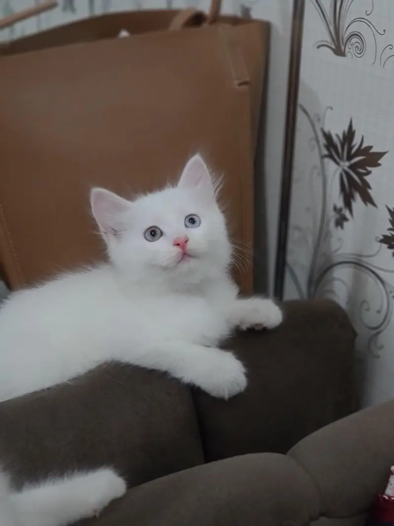 Cute Baby Little Kittens — photo 4
