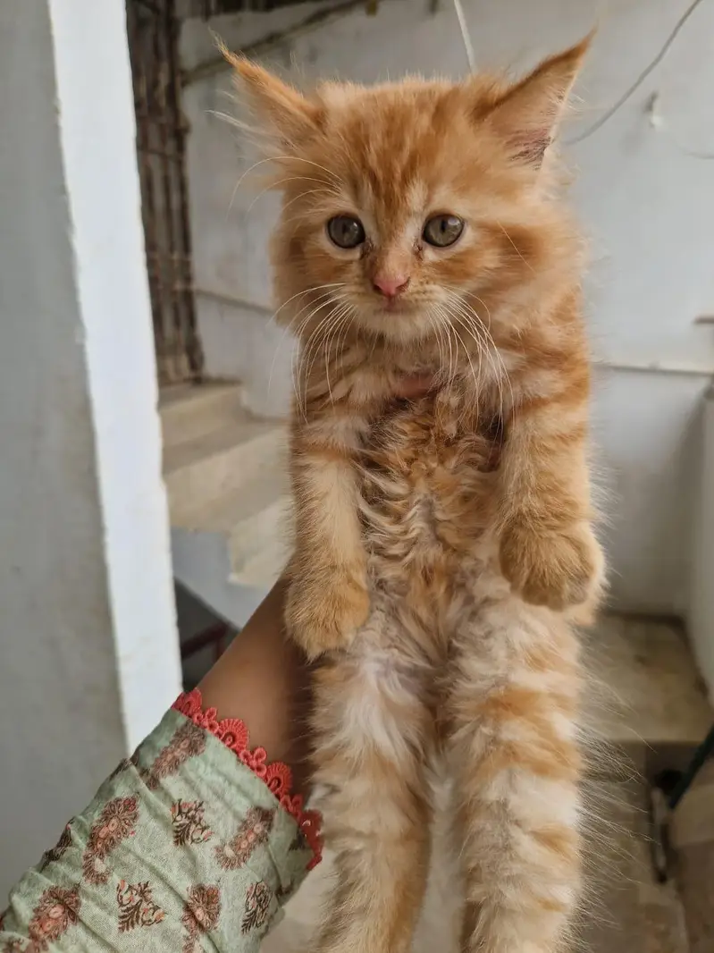 Persian kitten whatp //0 327//// 2662719. . — photo 2