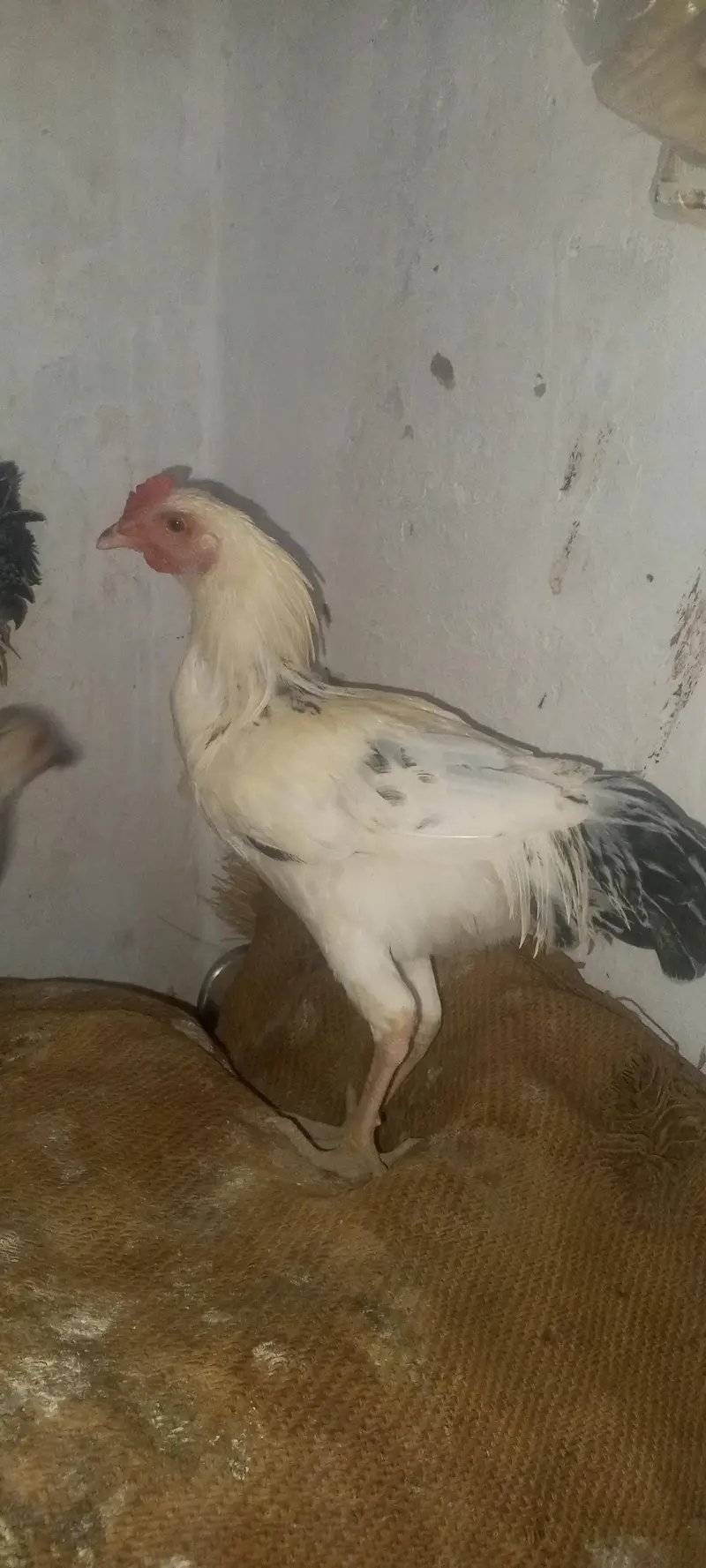 3 young roster — photo 2