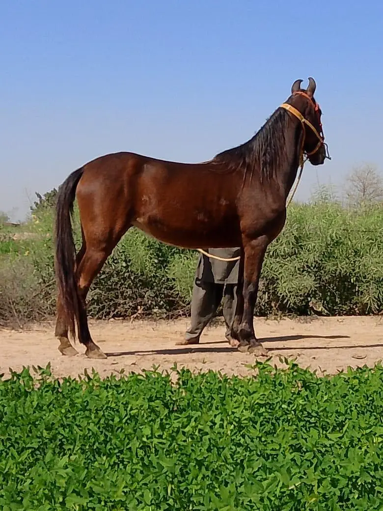 Pure Ravi Breed ( Brand-Horse) — photo 3