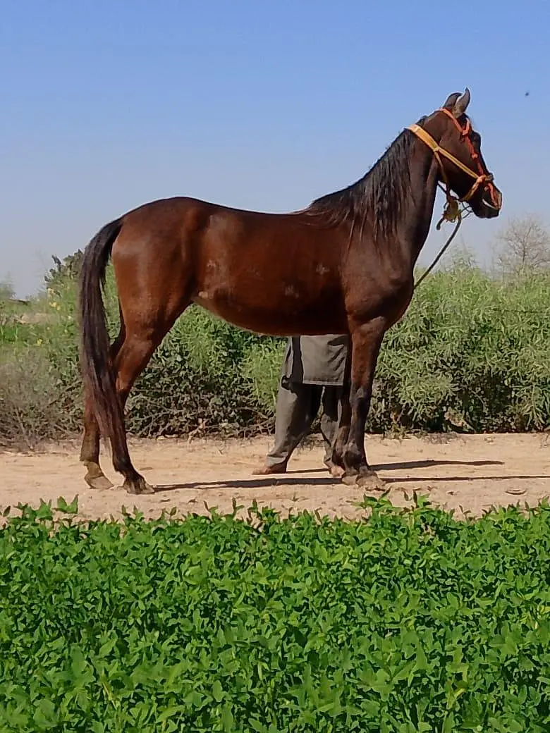 Pure Ravi Breed ( Brand-Horse) — photo 4