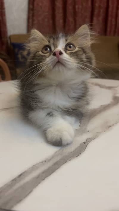 Persian Kittens | Triple Coated | Fluffy Kittens | For Sale |