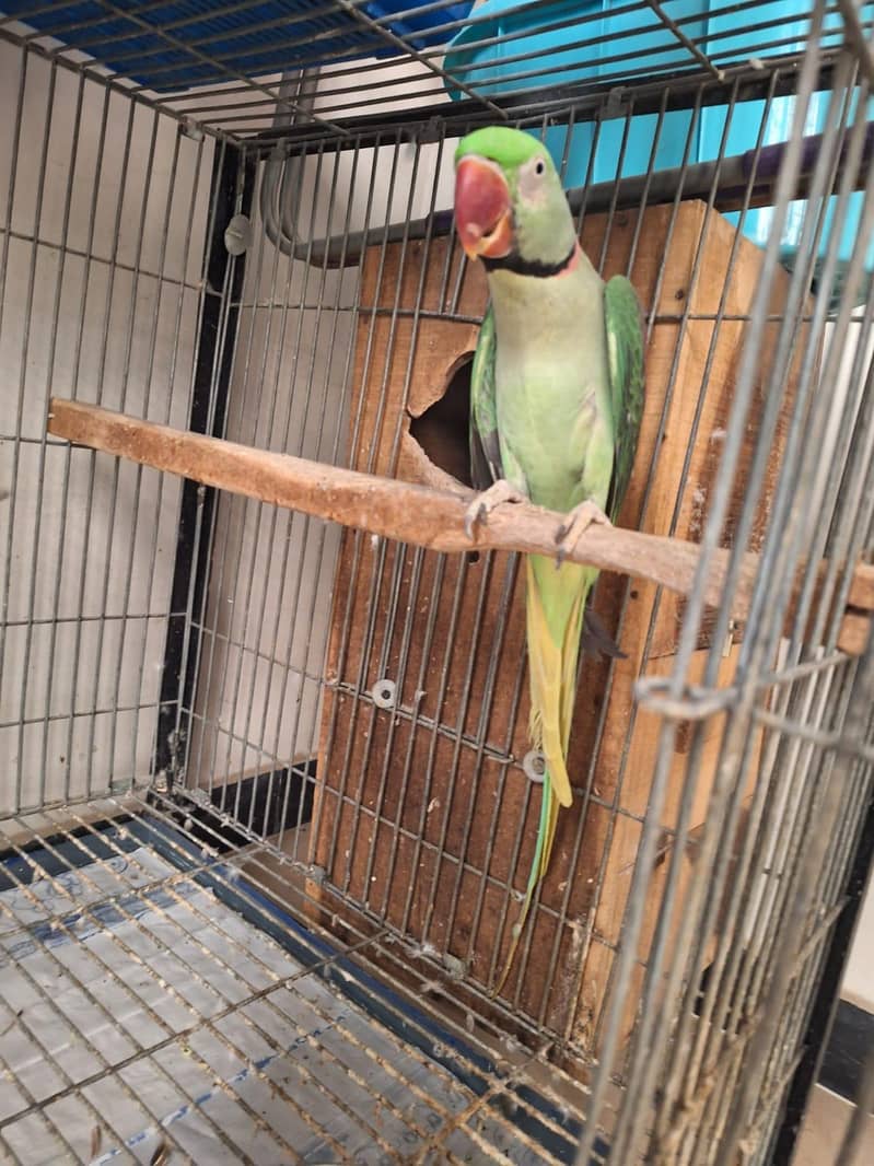 raw parrot 0