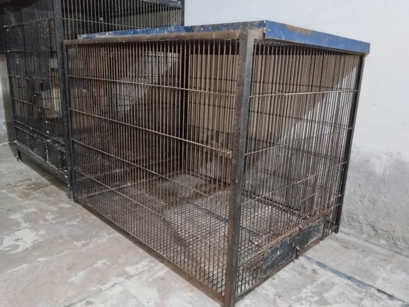 Big cage call 03217242445 3