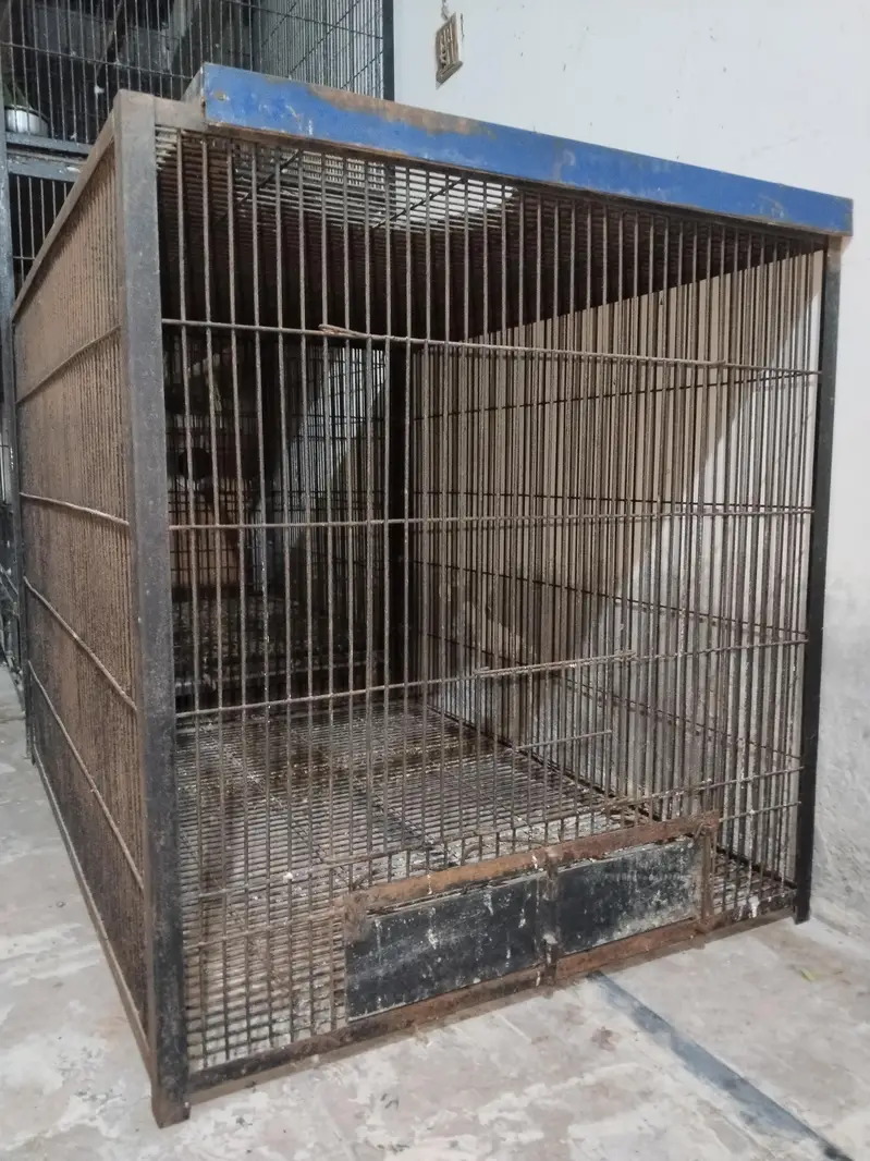 Big cage call 03217242445 — photo 5
