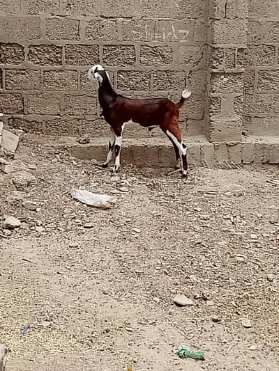 bakra