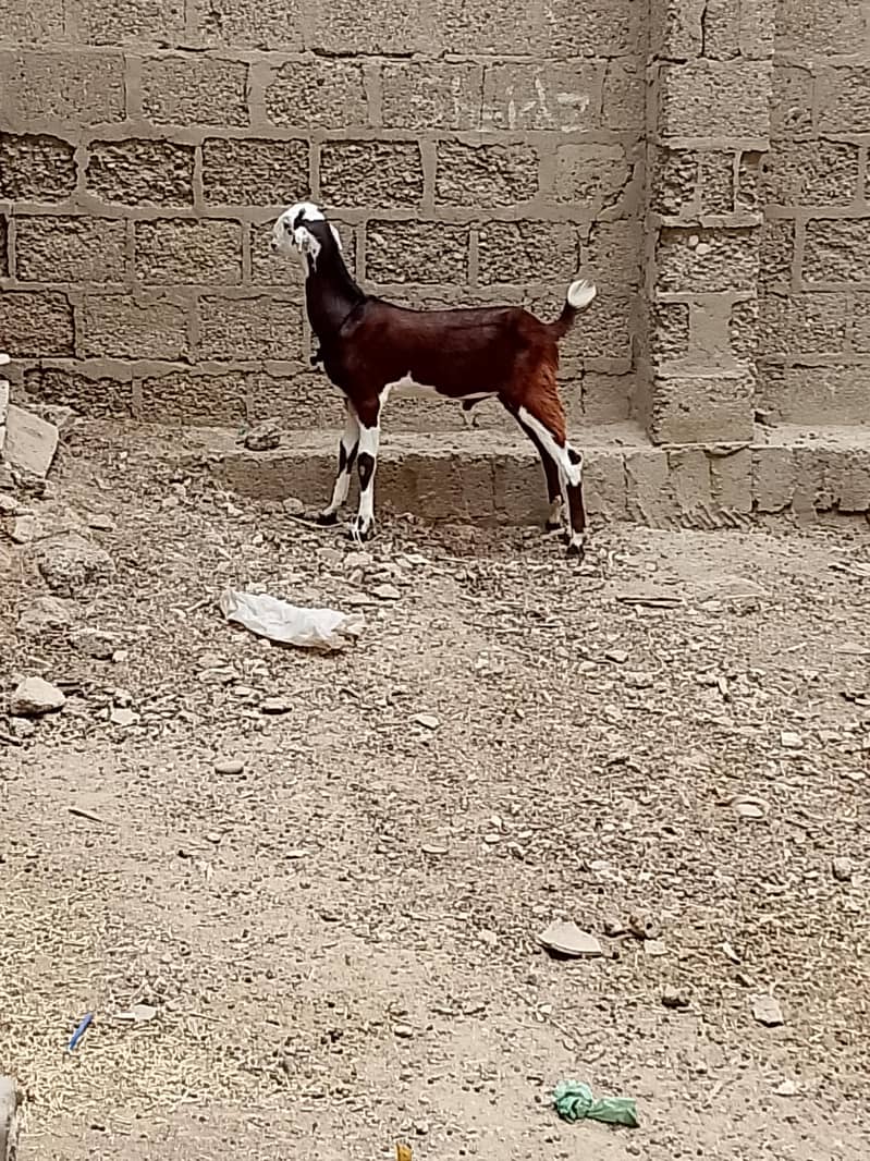bakra 0