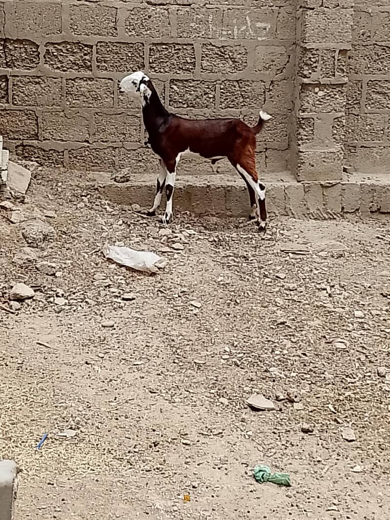 bakra 1