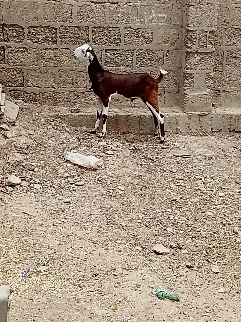 bakra — photo 2