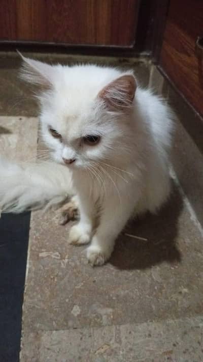 two cat for sale