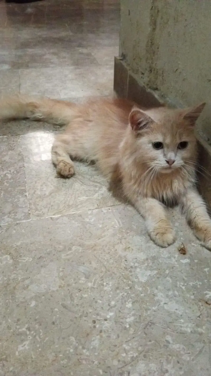two cat for sale — photo 4